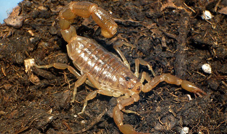 40 yıldır bilinen akrebin, yeni bir tür olduğu keşfedildi