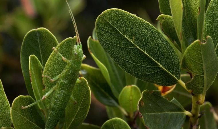 Değnek çekirgeleri, evrime dair temel bir soruya ışık tutuyor