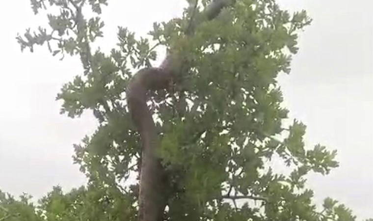 Elazığ'da ağaçta 2,5 metrelik yılan besici tarafından görüntülendi