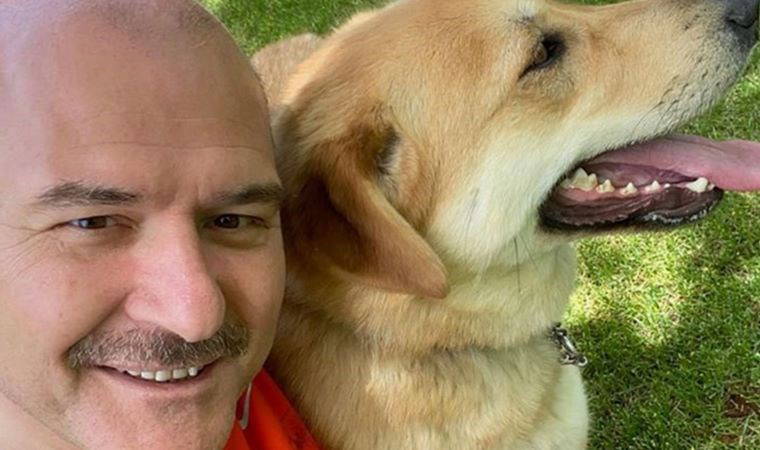 Saray'dan Süleyman Soylu'yla ilgili 'sokak hayvanları' iddiasına yalanlama