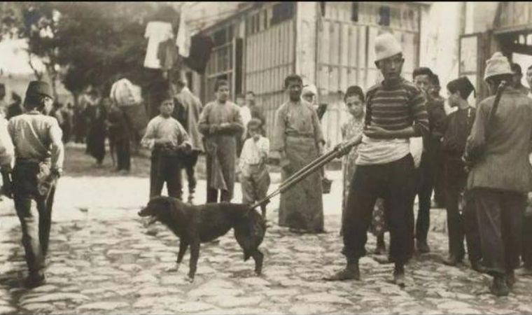 Hayırsızada katliamı: 80 bin köpek önce toplatıldı sonra ölüme terk edildi