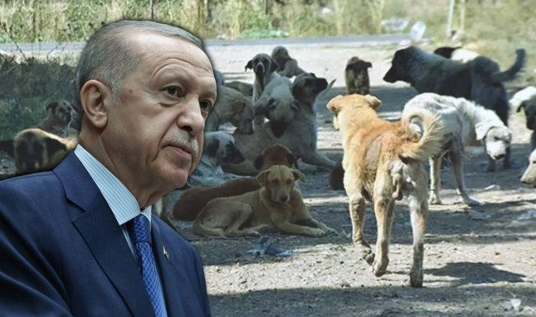 Erdoğan'dan 'uyutma' açıklaması: Sokak hayvanları düzenlemesini anlattı