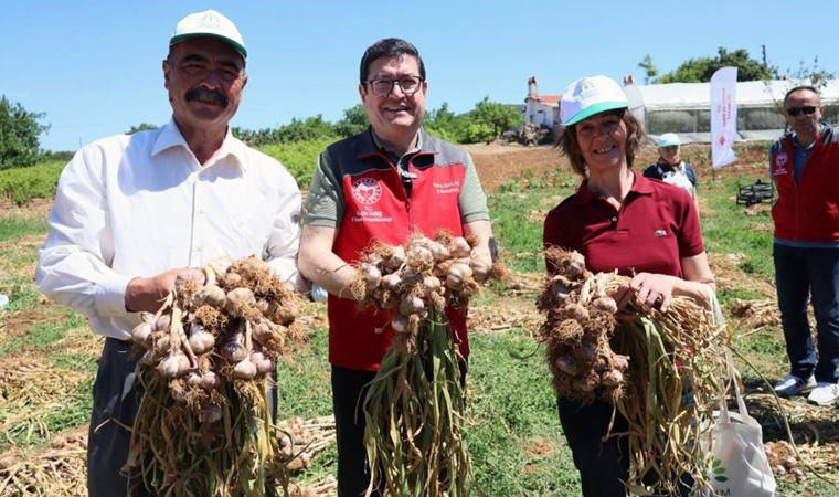 Ula’da hasat başladı: Kilosu 400 liradan alıcı buluyor