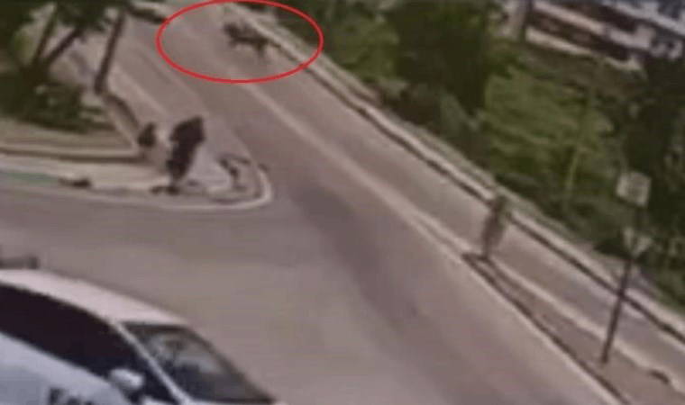 Başıboş atlar cadde üzerinde dörtnala koştu