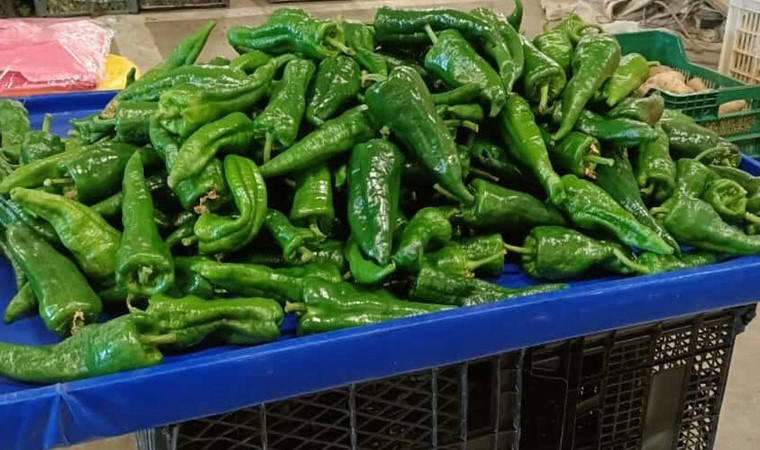 Hasat edildiği gibi satıldı! Kilosu 150 TL...