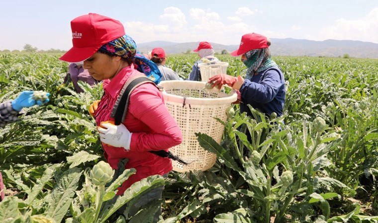 Efeler'de hasat başladı: Tek tek toplanacaklar, boyutlarına göre ayrılacaklar