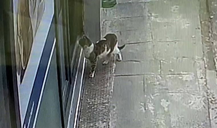 Sokak kedisi, kulağındaki tümörle veteriner hekimin ayağına gitti