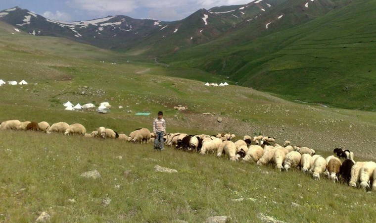 100 bin lira maaşla çalıştıracak çoban bulamıyorlar