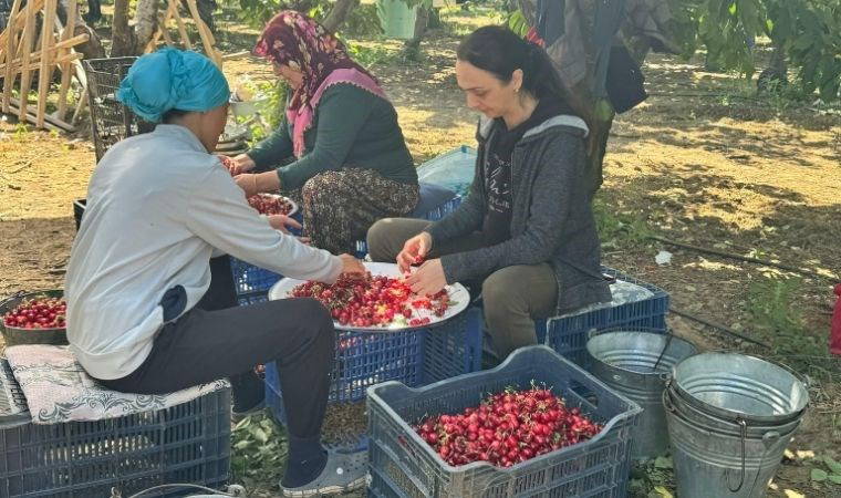 Ziraat Odası Başkanı Oray: