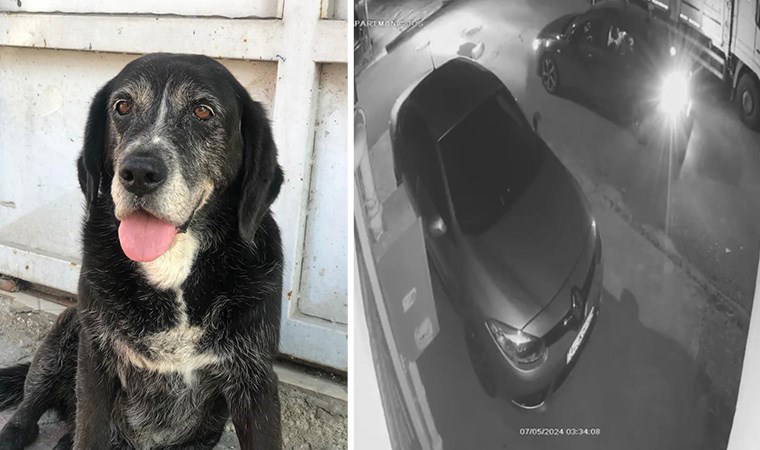 Ataşehir’de sokakta uyuyan köpeği ezip kaçtı!
