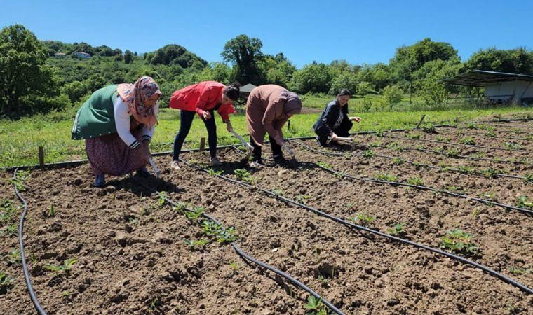 Hasat edilmeden satılıyor: Kilosu 400 TL! Hedef 4 ton rekolte...