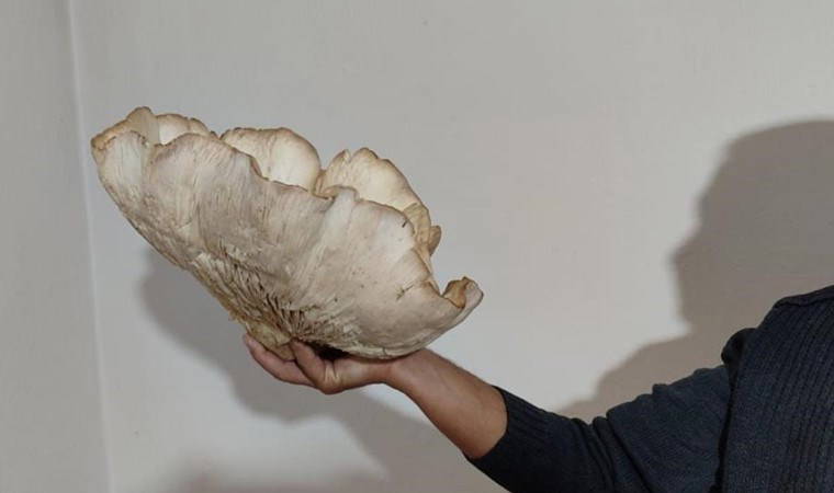Sadece 45 gün toplanabiliyor: 3 kilo 120 gram ağırlığında... Kilosu 700 liradan satılıyor