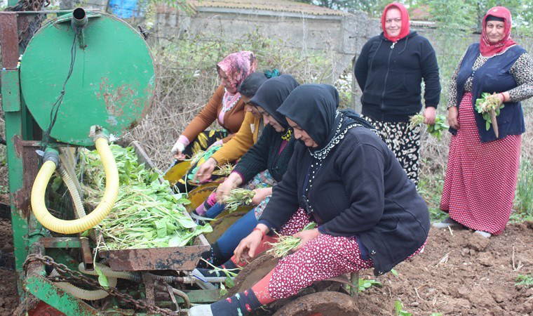Bafra Ovası'nda dikime başlandı: Yetiştirmesi zahmetli! Yıllık 3 ton rekolte...
