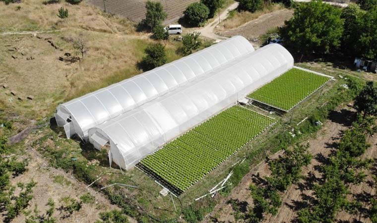 Kadın çiftçi tarımda devrim yarattı! Topraksız tarımla 26 günde salatalık, 30 günde marul üretiyor