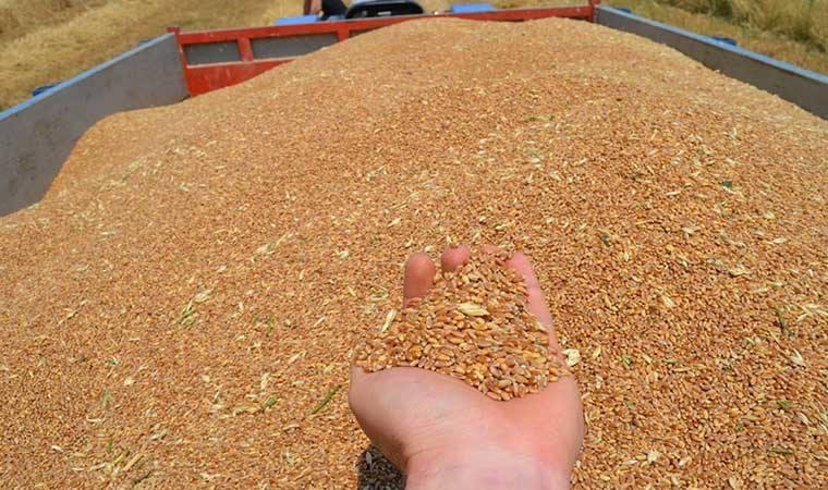 Buharkent'te sabahın ilk ışıkları ile hasat başladı