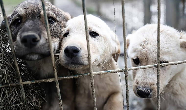 Ankara Valiliği iddiaları 'ihbar' kabul etti... Tüm birimler teyakkuza geçti: Hastalık taşıyan köpekler şehre mi getirildi?