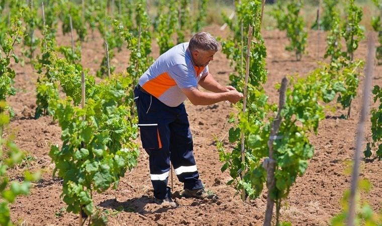 Kozak üzümleri küllerinden doğuyor