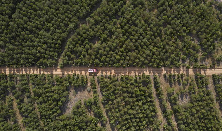 Edirne'de ormanlık alanlara girişler 15 Ekim'e kadar kısıtlandı