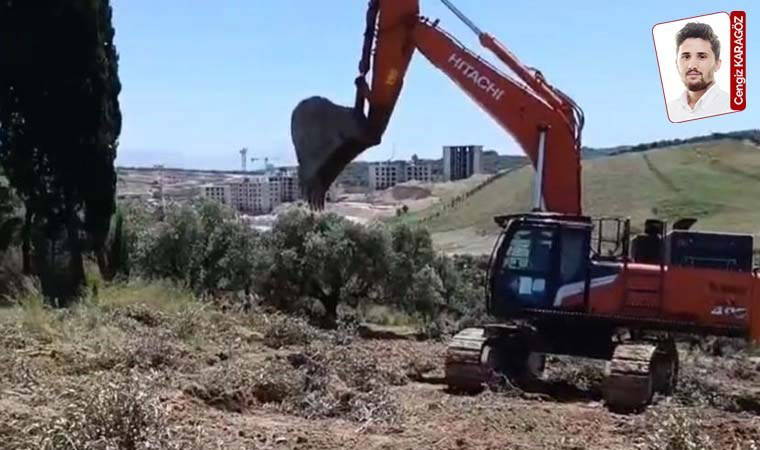 Dikmecelilerin zeytinliklerine yine el konuldu