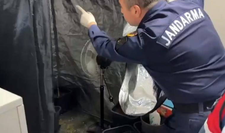 Evinde kenevir yetiştiren şahsa jandarma operasyonu