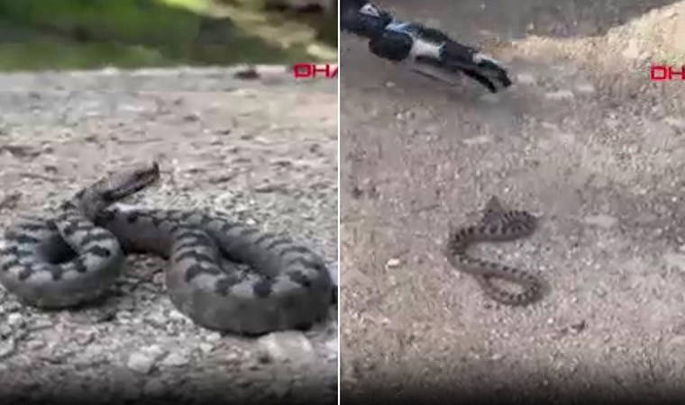 Zehirli boynuzlu engerek yılanı Bolu’da görüldü