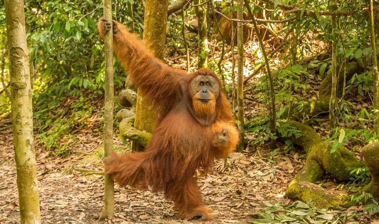 Sumatra Orangutanlarının doğaüstü becerileri: Doğuştan mühendis oluyorlar!