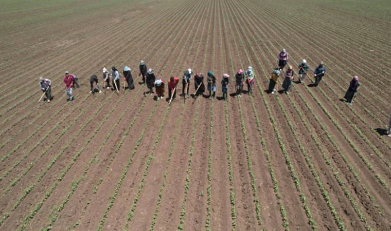 Amik Ovası'nda zorlu hasat mesaisi başladı! 40 derece sıcakta günlük 500 TL için ter döküyorlar...