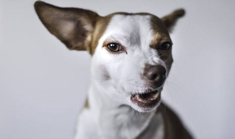 Kedilerin ardından, köpeklerin ne dediğini anlayabilir miyiz?