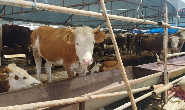 Kurban satıcıları umduğunu bulamadı: Yüzde 90 zarar edeceğiz