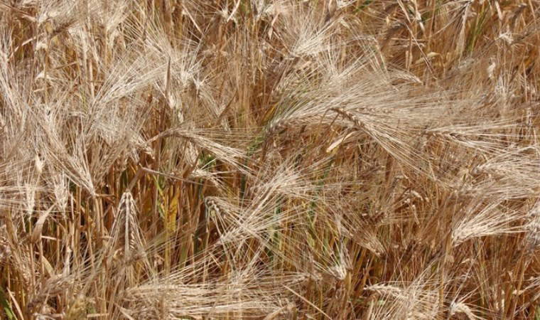 Bafra Ovası'nda 245 bin dekar alanda hasat başladı