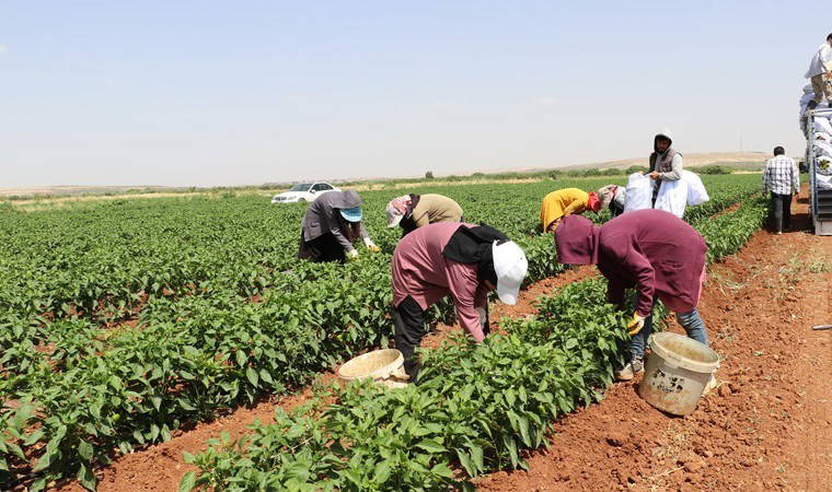 Kilis'te  hasat başladı: Fiyatı 5 kat arttı