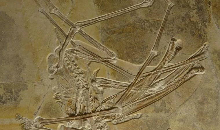 '100 milyon yıl önce yaşamış...'