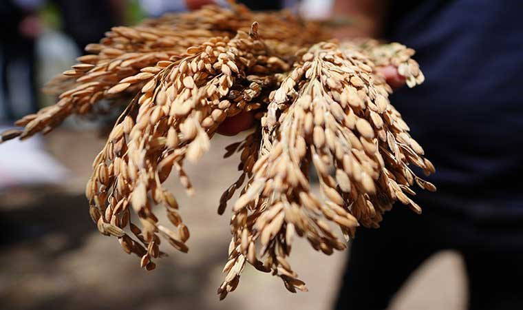 İki yıl önce deneme amaçlı ekildi: Yüksek verim elde edildi, ekim alanı genişletildi...