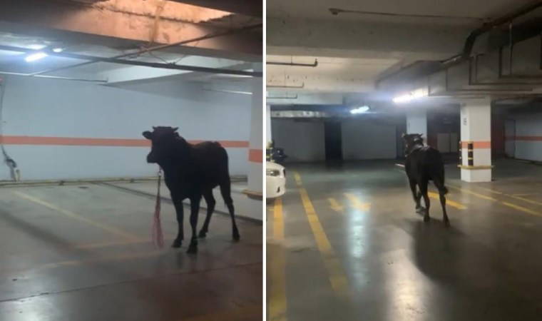 Kurbanlık boğa kaçtı: Ekiplerle köşe kapmaca oynadı!