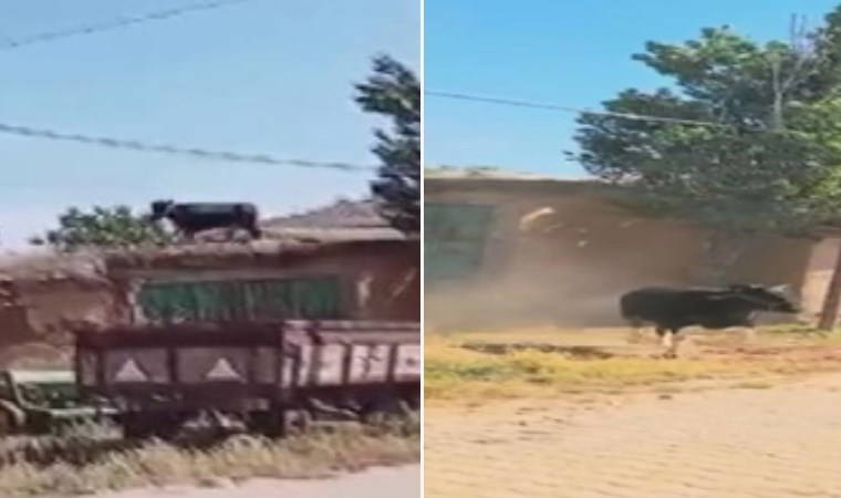 Kurbanlık boğa dama çıkıp aşağı atladı