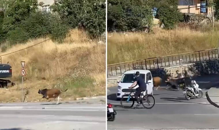 Maltepe’de kaçan boğa sahibini yerde sürükledi