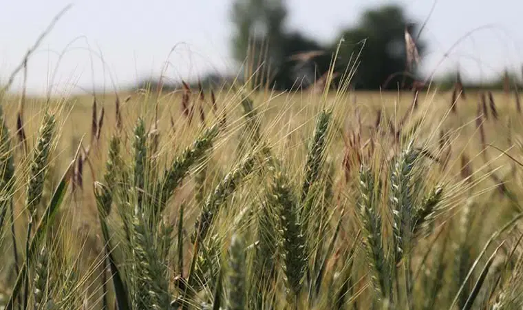 CHP’li Gürer: Hububat üreticilerinin sorunları araştırılsın