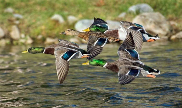 'Bir gün bu salgını yaşayacağız’