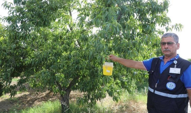 Muğla'da Akdeniz Meyve sineği sorunu çözüldü