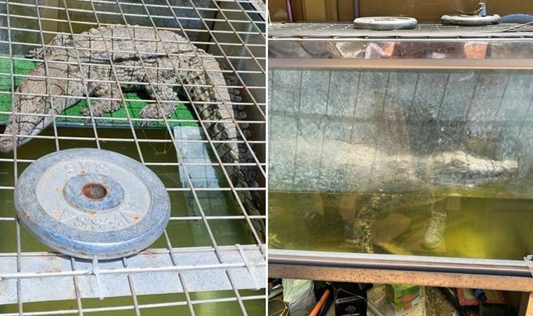 İstanbul'da evinde timsah besleyen kişi yakalandı