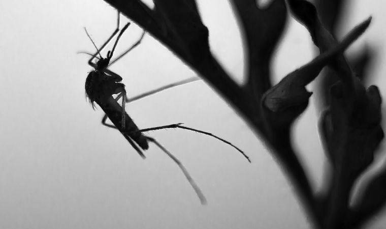 Kokunuz ve giydiklerinizle sinekleri kendinize çekiyor olabilirsiniz! Araştırmalar ortaya koydu...