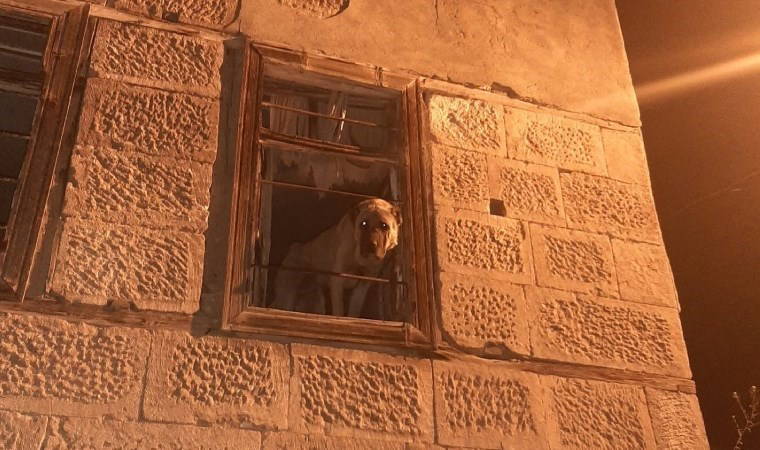 20 gündür kayıp Kangal cinsi köpek harabe binada hapsedilmiş halde bulundu