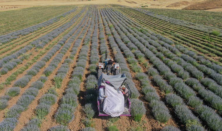 'Asla çiftçilik yapmam' dedi, kendini tarlada buldu!  10 ton çiçekten 300 kilo yağ elde etti...