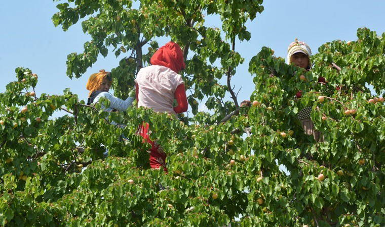 Malatya’da hasat resmen başladı: 100 bin ton ihracatla 750 milyon dolar gelir bekleniyor