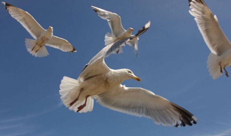 İngiliz posta idaresi, martıların neden olduğu gecikmelerden dolayı özür diledi