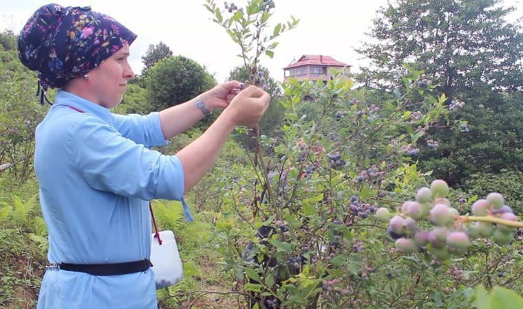 Sağlık sorunlarına çare ararken keşfetti, geçim kaynağı oldu!  Bir dönüm araziden bir ton ürün alıyor...