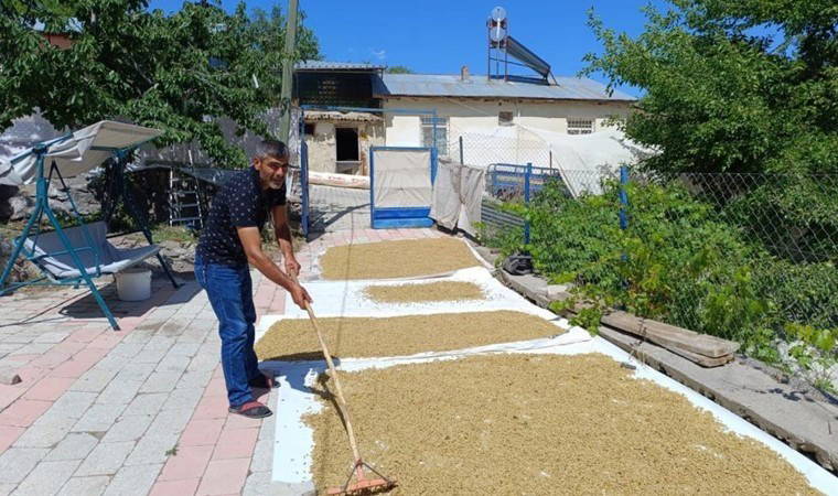 Tunceli'nin köyünden çıkıp dünyaya ihraç ediliyor: Yüzde 70'i dalında kuruyor...