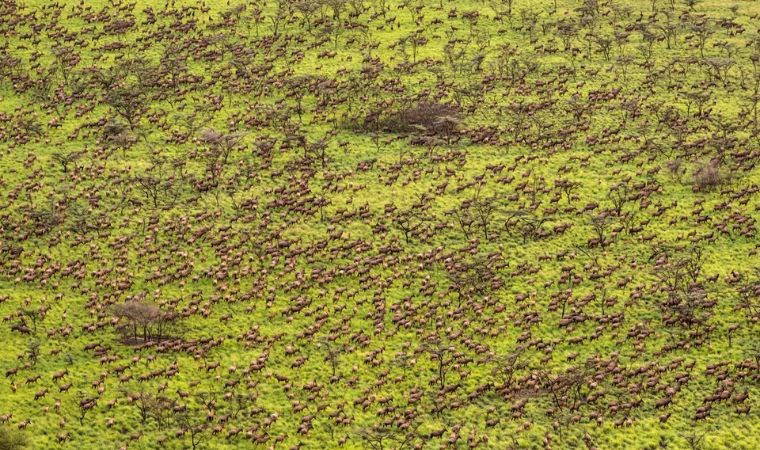 Dünya’nın en büyük memeli göçü başladı...
