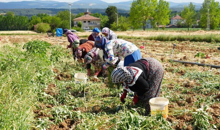 Dünyaca ünlü lezzette hasat başladı: Yüzde 30 verim kaybı bekleniyor...