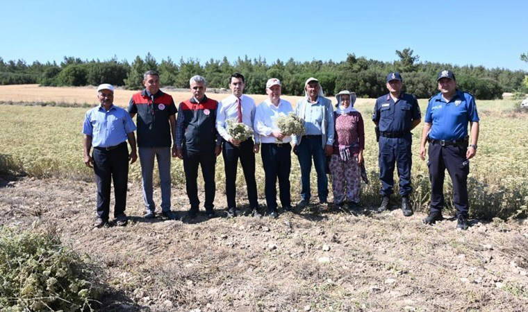 Denizli'de hasat erken başladı: Piyasada kilosu 50 TL...